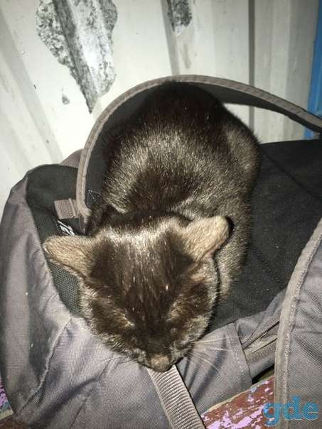 Кошечка ищет дом, фотография 2