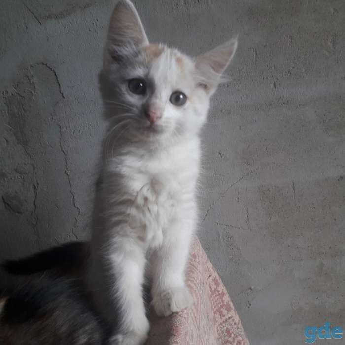 Красивые котята, фотография 2