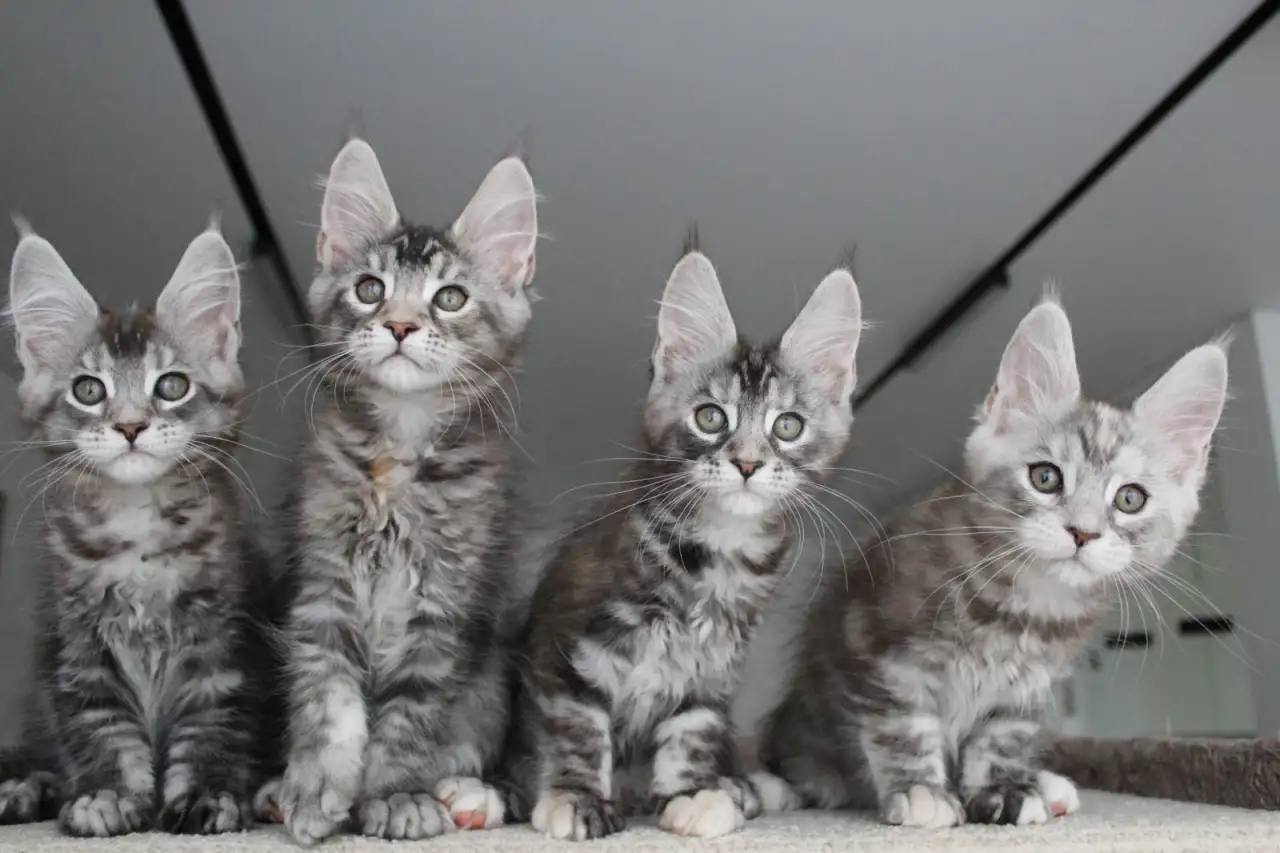 Мейн кун котята!, фотография 6