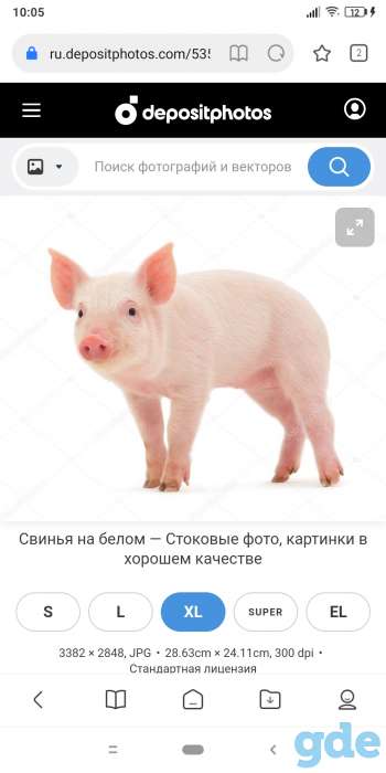 Куплю свиней, фотография 1
