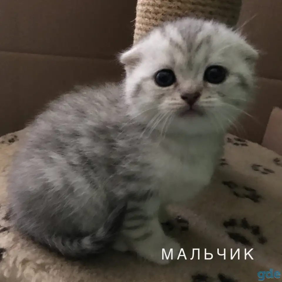 Шотландские вислоухие котята, фотография 8