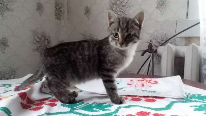 Отдам котят, фотография 2