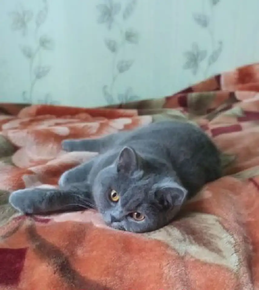 Продаю шотландских вислоухих и прямоухих котят, фотография 8