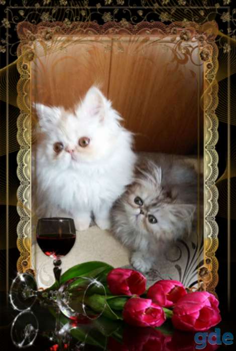 Персидские котята. Персы., фотография 2