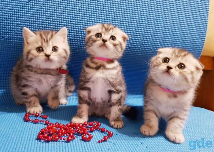 Шотландские котята, фотография 1