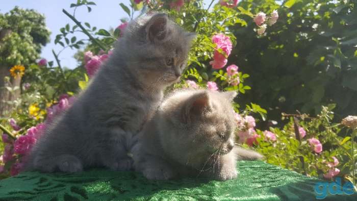 Шотландские клубные котята., фотография 3