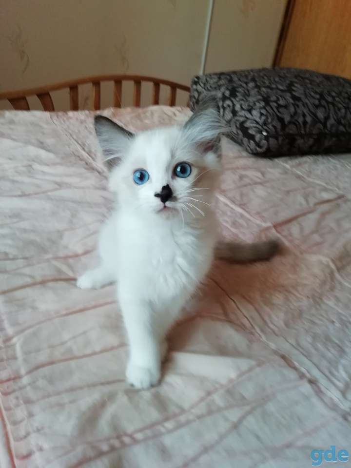 Котёнок Рэгдолл в любящую семью, фотография 1