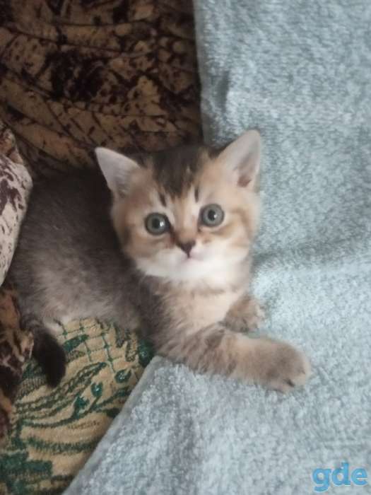 Британские котята золотая шиншилла, фотография 1