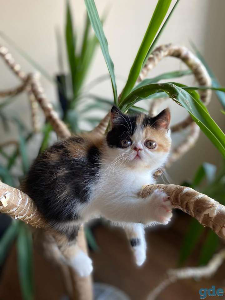 Очаровательные котята!!!, фотография 1