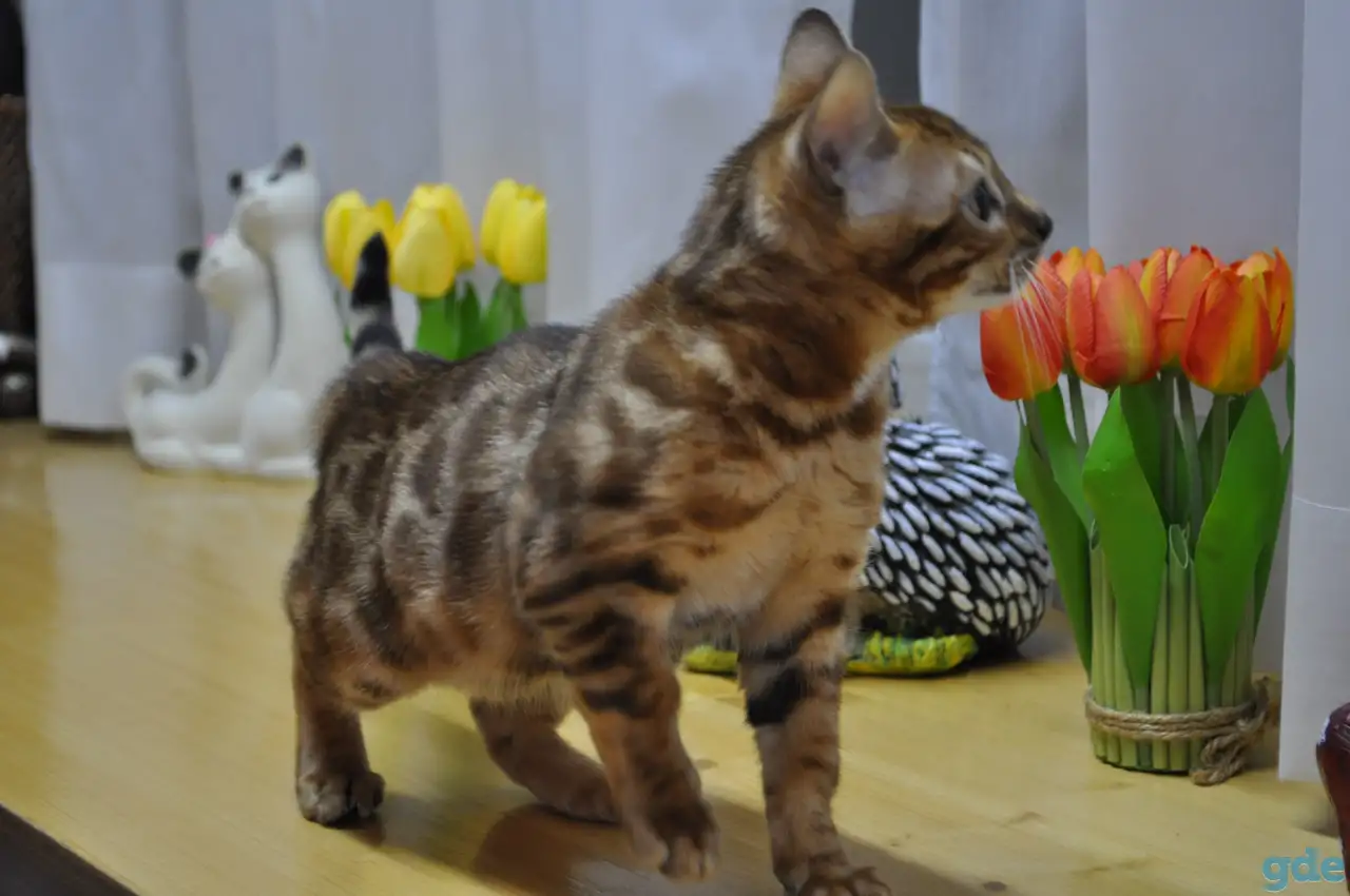 Бенгальская кошечка, фотография 3