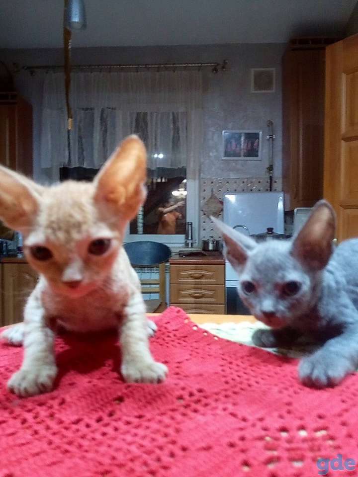 продаю котята сфинксы, фотография 2
