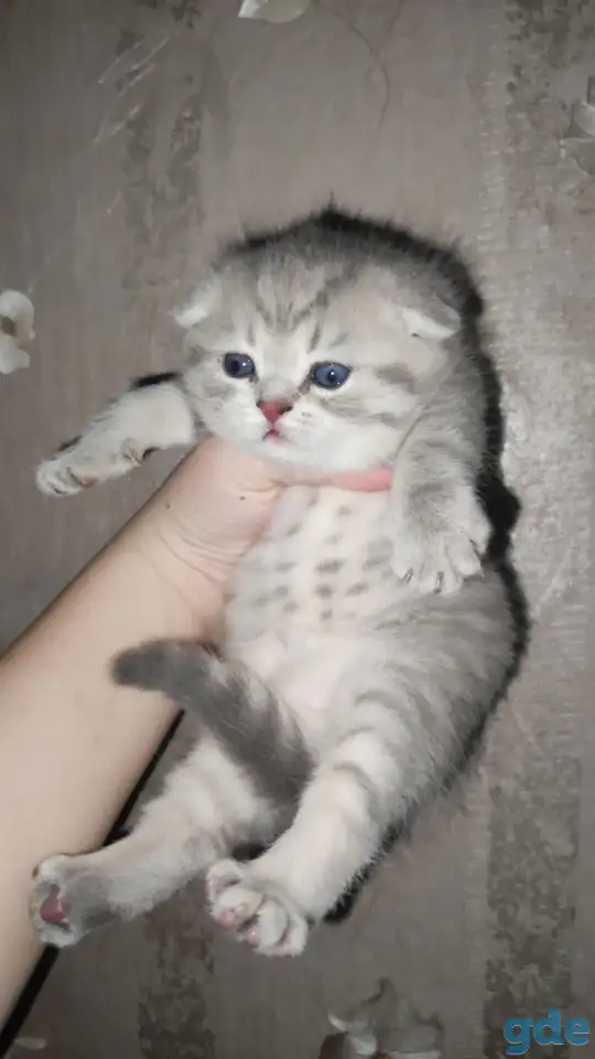 Шотландские чистокровные котята, фотография 4