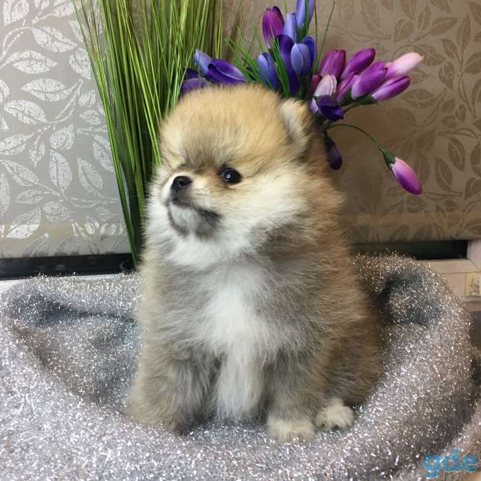 Померанский шпиц мини мальчик, фотография 1