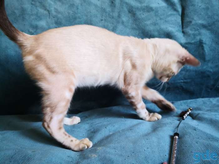 Бенгальские котята, фотография 10