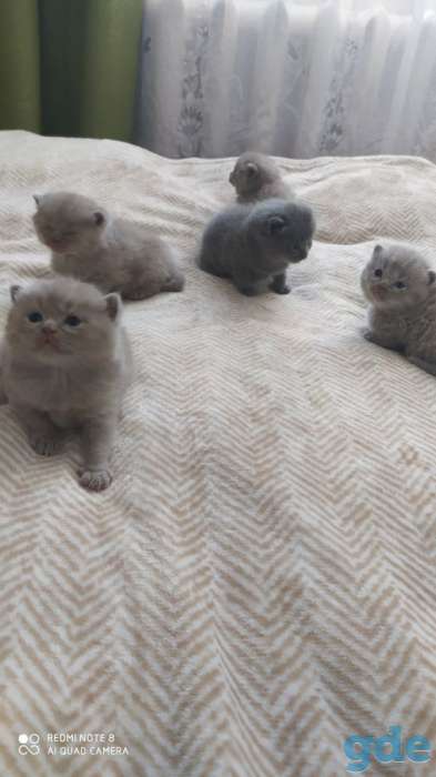 Британские котята, фотография 4