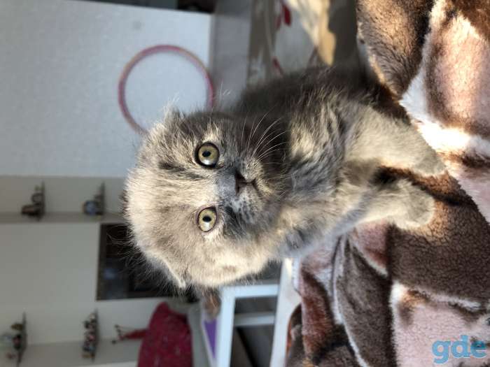 Продам котят, фотография 2