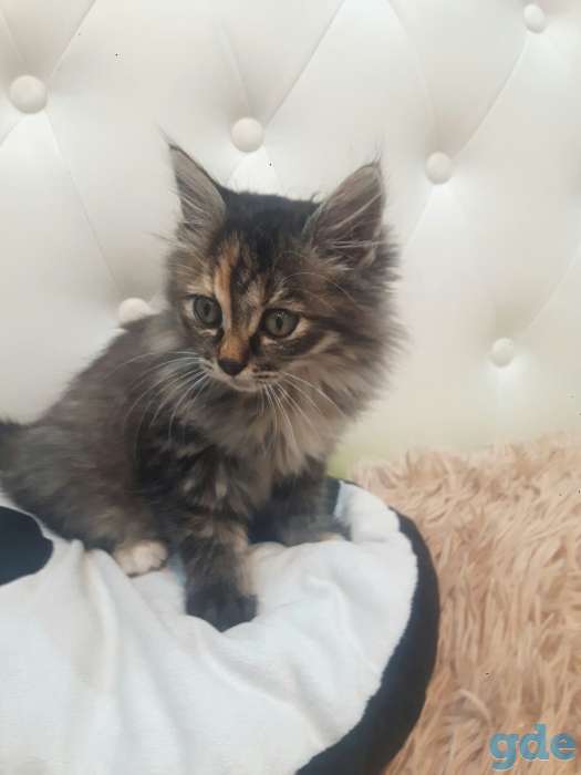 маленький котенок ищет дом, фотография 2