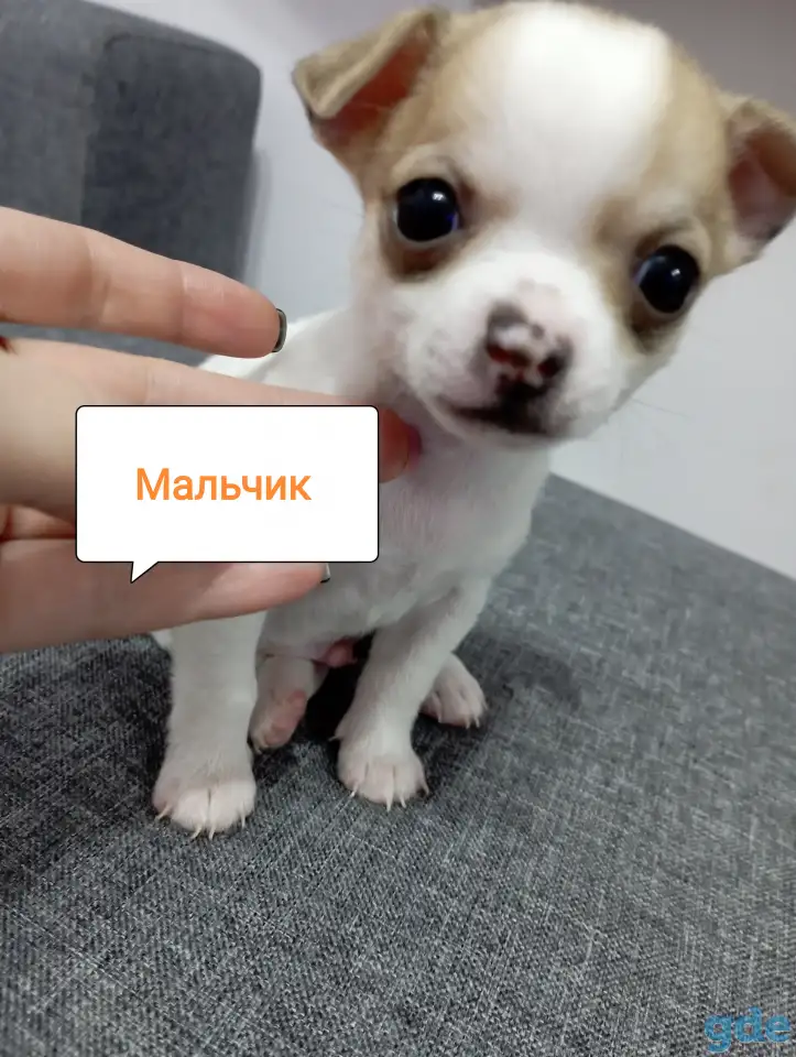 Щенки чихуахуа, фотография 2