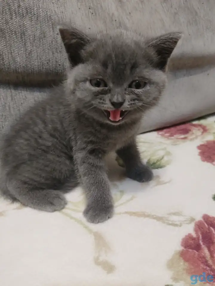 Котятки, фотография 3