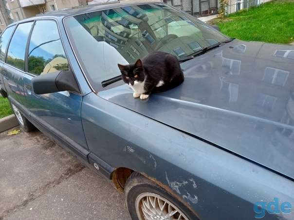 Котята ищут дом, фотография 5