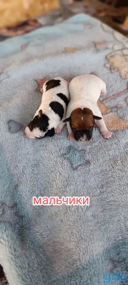 Щенки, фотография 4
