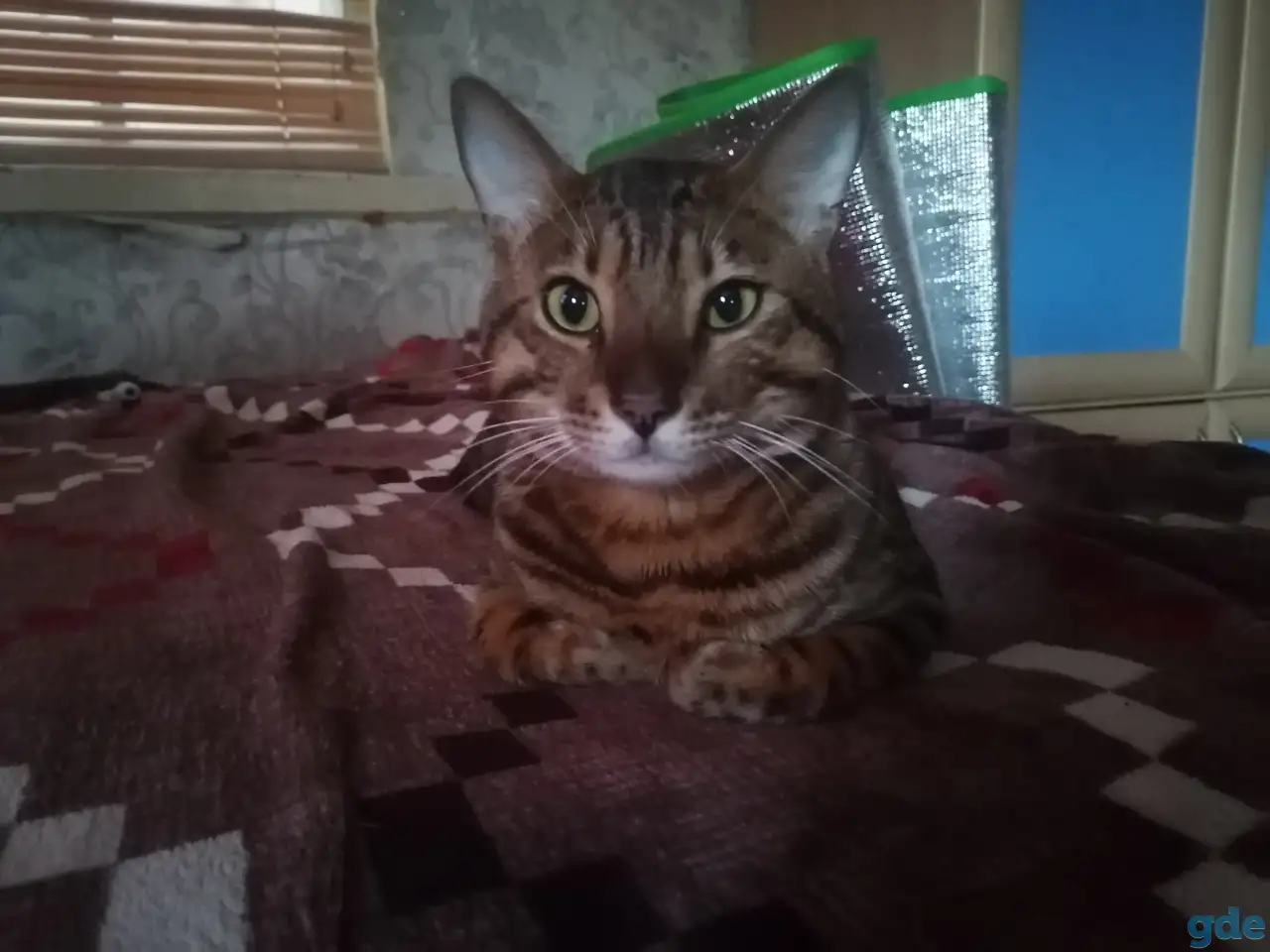 Продам котика бенгальский кот, фотография 1