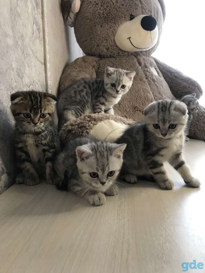 Шотландские плюшевые котята ТОРГ УМЕСТЕН, фотография 2