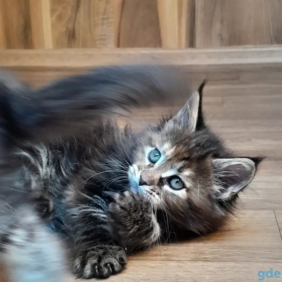 Питомник  Мейн кунов, фотография 2