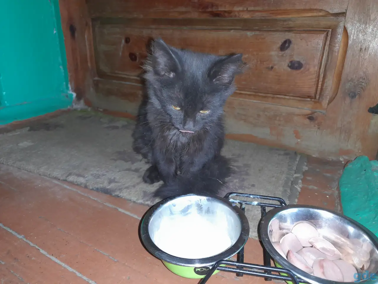 Котёнок, фотография 1