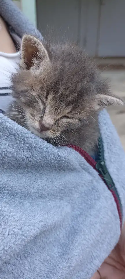Срочно! Маленький Котенок мальчик в дар!, фотография 4