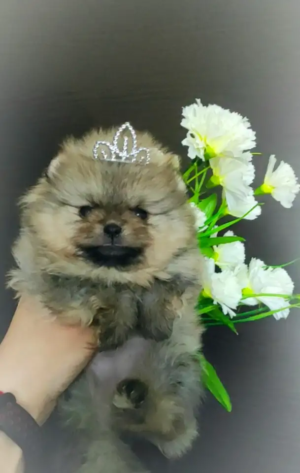 Померанский шпиц, щенки. Мини мишки, фотография 4