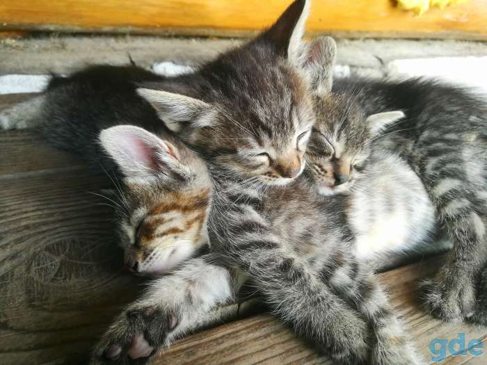 Котята. БЕСПЛАТНО., фотография 4