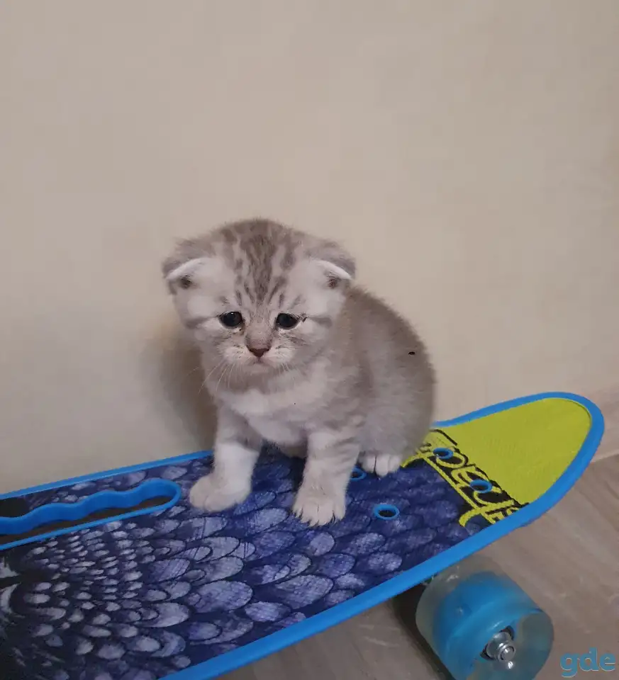 Котята, фотография 15