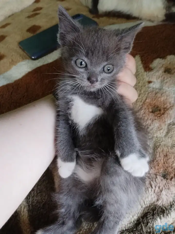 Котята, фотография 4
