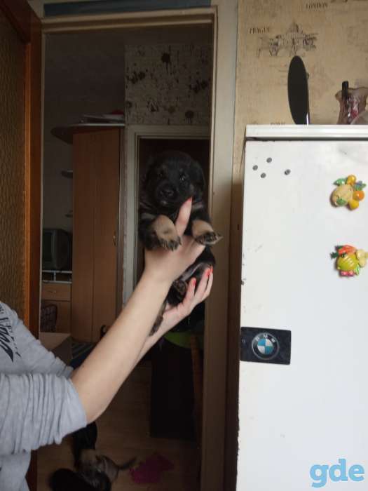 БЕСПЛАТНО Щенки, фотография 4