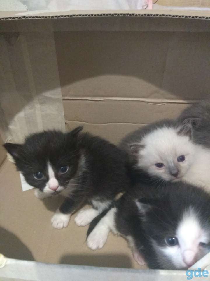 Котята, фотография 1