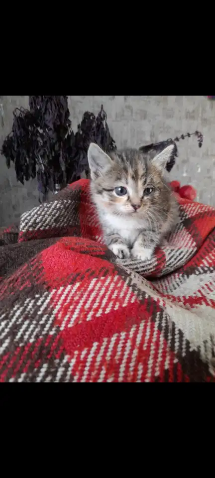 Котята в добрые руки, фотография 1