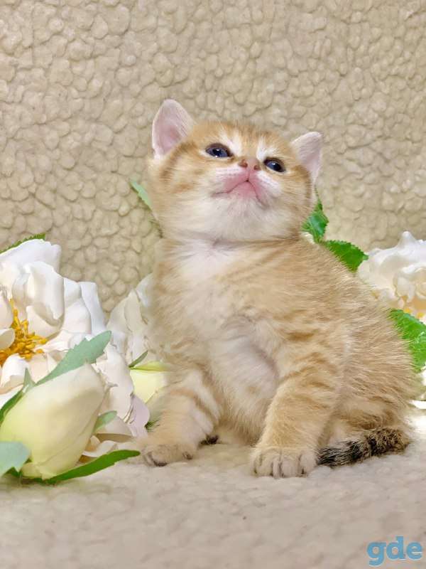 Котята шотландские ЗОЛОТАЯ ШИНШИЛЛА цена снижена!, фотография 3