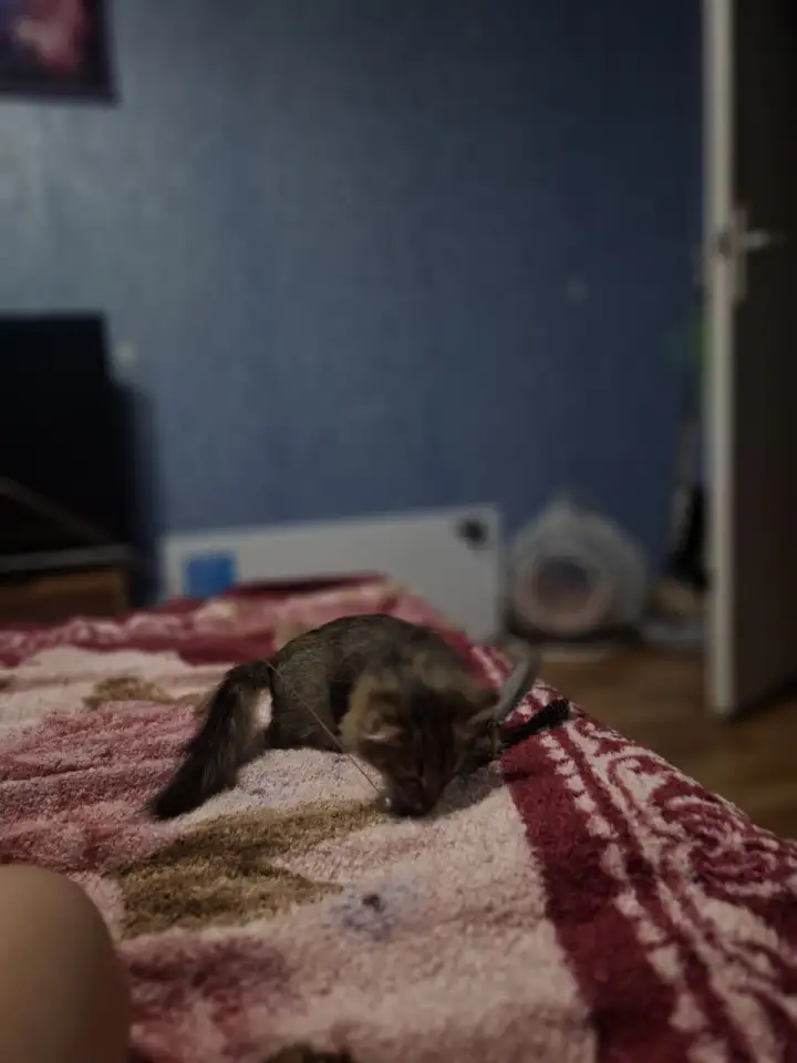Котёнок в дар, фотография 5