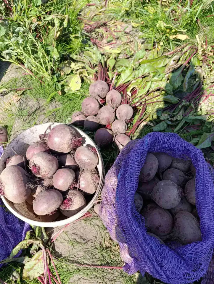 Реализуем продукцию собственного производства свекла, фотография 2