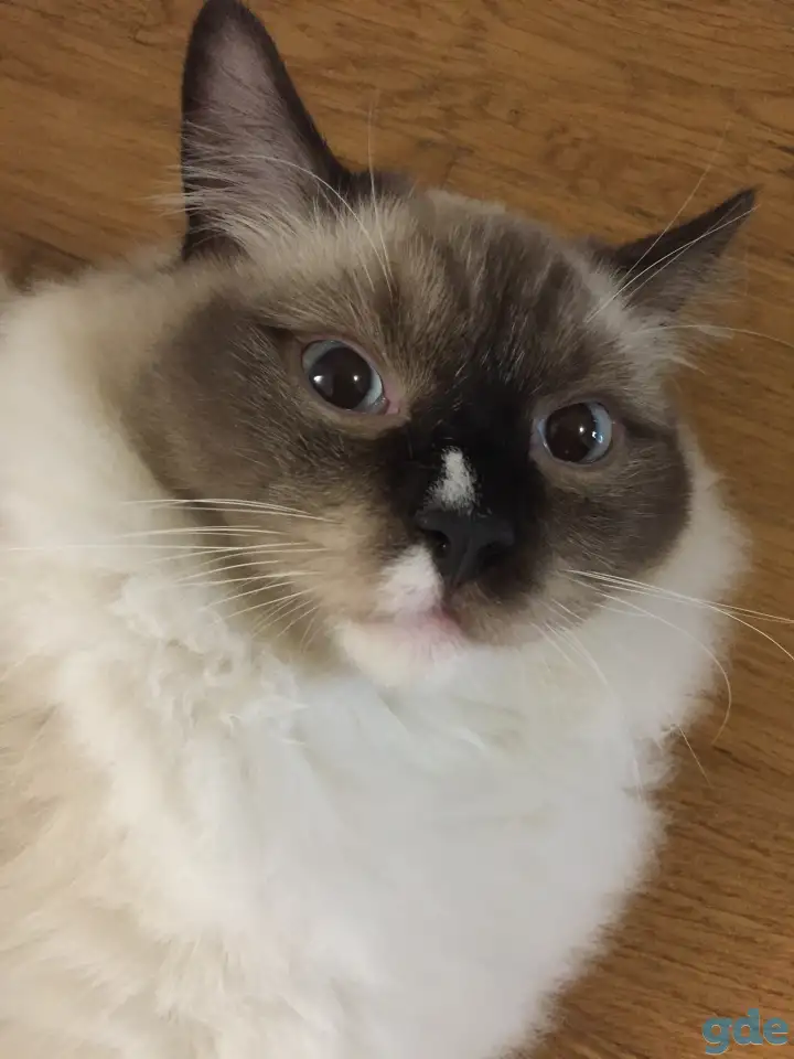Котенок рэгдолл, фотография 2