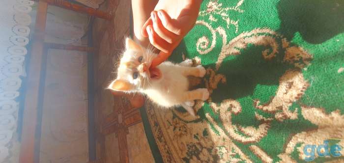 Котята в дар, фотография 3