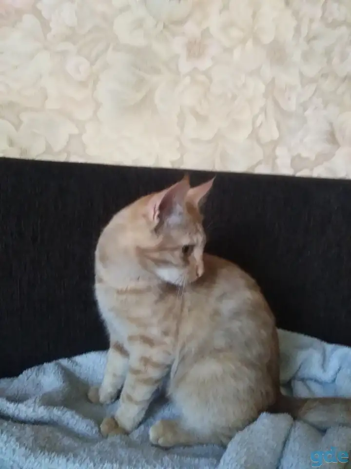 Котята, фотография 2