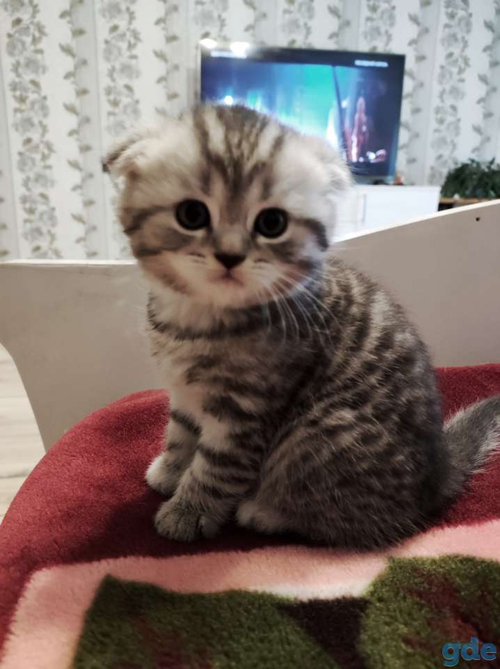 Шотландский вислоухий котенок, фотография 1