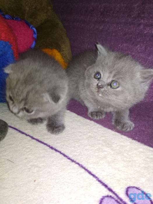 Шотландские котята, фотография 8