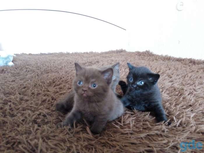 Британские котята, фотография 1