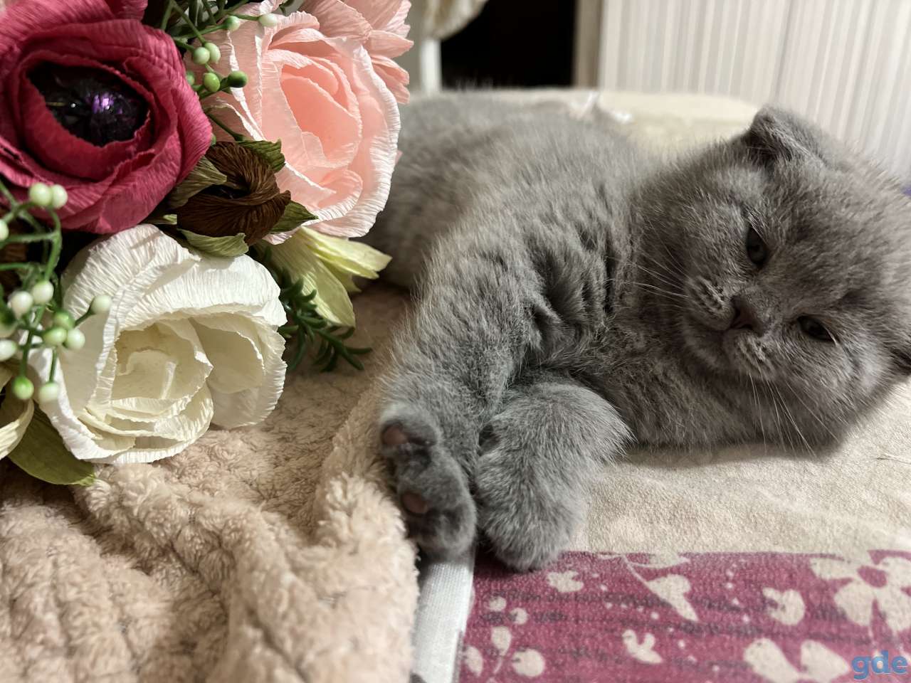 Шотландские вислоухие и прямоухие котята, фотография 5