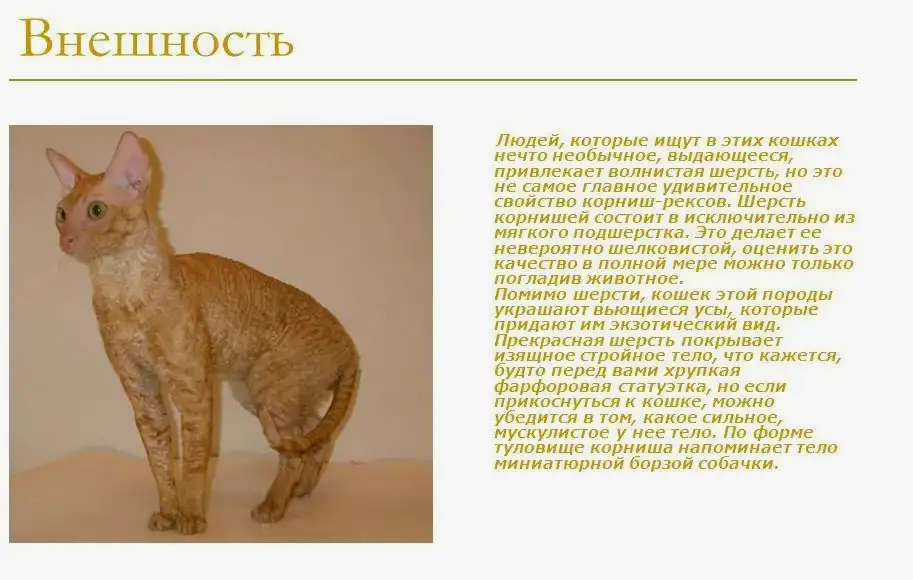 Передержка Домашних Питомцев, фотография 16