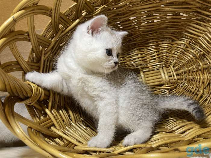 Шотландские вислоухие котята, фотография 10