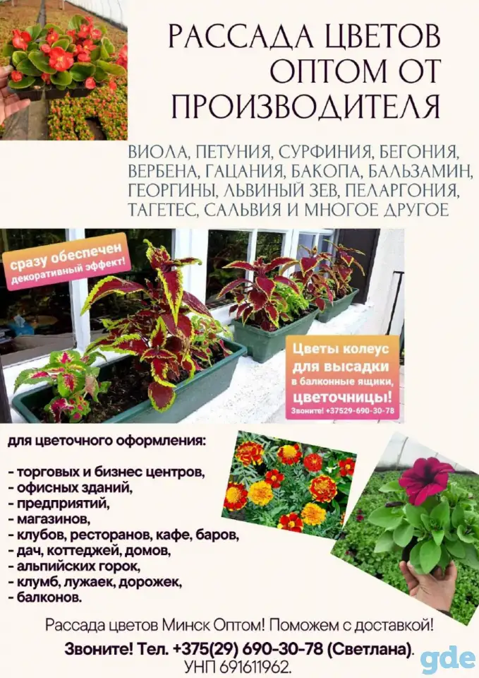 ТУИ, Хвойники, Рассада цветов оптом от производителя., фотография 3